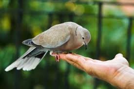 mourning dove symbolism exploring its