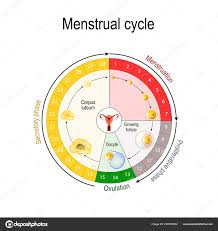 Menstrual Cycle Chart Increase Decrease Hormones Graph Also