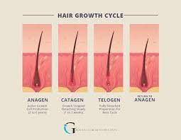 hair growth and shedding philadelphia