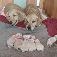 They usually leave their mom at 10 lbs. Golden Retriever Parents Adorably Watch Over Their 7 Newborn Puppies