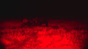 Mfk Web Tv Episode 24 Hog Stalking With Bows Coyote