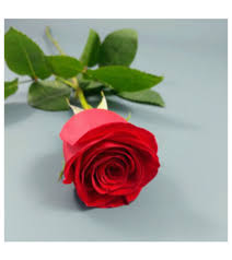 one red rose send to kingston on today
