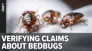 bedbugs after paris fashion