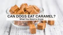 why-cant-dogs-eat-caramel