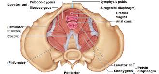 The iliacus muscle is part of a complex muscle system in the hip area that can function on its own or with other muscles. Anatomy The Pelvic Floor Pittsburgh Pelvic Health