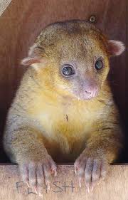 These rainforests have rich biodiversity and nearly 40% to 75% of all species on earth inhabit these forests. The Kinkajou A Tropical Rainforest Animal And An Exotic Pet Pethelpful By Fellow Animal Lovers And Experts