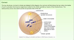 Crossing over, meiosis i, meiosis ii, and genetic variation. Mastering Biology Chapter 12 Mitosis Flashcards Easy Notecards