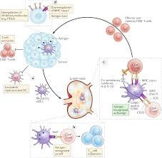 immune crosstalk in cancer progression
