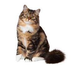 The siberian cat's luxurious, thick, full coat may come in any color or pattern, with or without white markings. Siberian Forest Cat Breed Information Purina