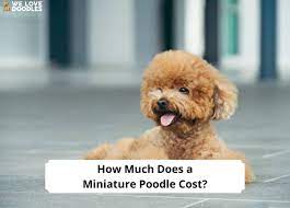 how much does a miniature poodle cost