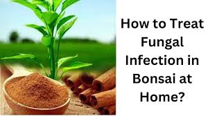 treat fungal infection in bonsai trees