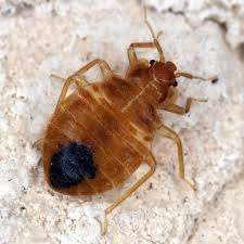 can bed bugs live without eating
