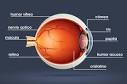 Resultado de imagem para partes del ojo