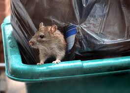10 Tips To Keep Rats Out Of Bin S