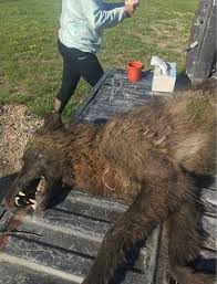 Wolf Like Creature Shot Near Montana Ranch Puzzles Experts