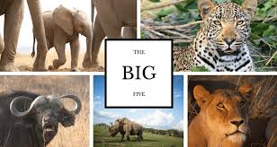 Big five animals of the kaziranga national park, assam, india: Who Are The Big Five Animals Of Africa Fun Facts About The Big Five