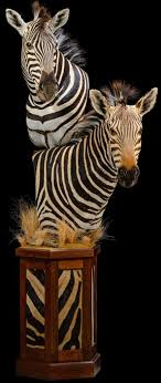 Zebra Taxidermy South Africa Get