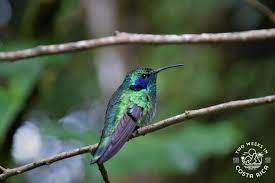 Monteverde Hummingbird Gallery Two