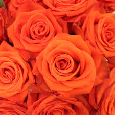 Rose Color Meanings 12 Shades What They Symbolize