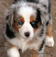 The miniature american shepherd is prized as a working dog, often excelling as a search and rescue dog, as well as a disaster dog, therapy and a guide dog. Chase N It Farm Mini Aussies Puppies