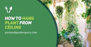 how to hang plants from ceiling
