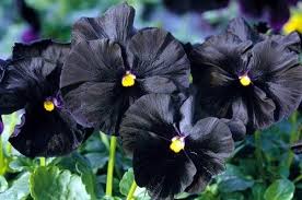 black flowers and plants to add drama