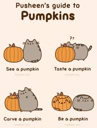 Things that cats apparently don't mind. Pusheen Cat Memes