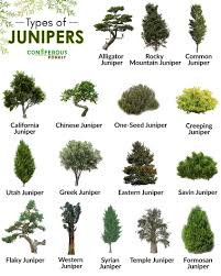 juniper tree facts definition types