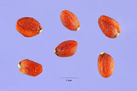 Plants Profile for Camelina microcarpa (littlepod false flax)