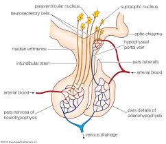 Pituitary Gland Definition Anatomy Hormones Disorders