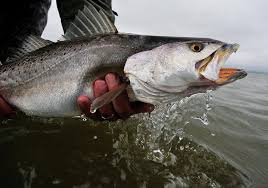 How To Catch Speckled Seatrout Lures Baits Sport