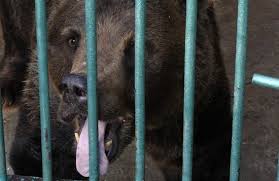 a very sad bear picture of split zoo