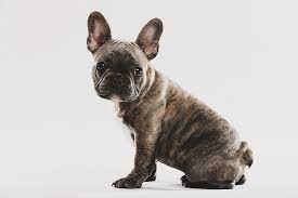Blue, blue fawn, blue brindle. Brindle French Bulldogs Everything You Should Know Happy French Bulldog