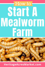 how to raise mealworms for birds