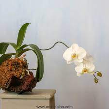 The Complete Guide To Mounted Orchids