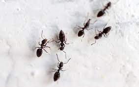 little black ant identification
