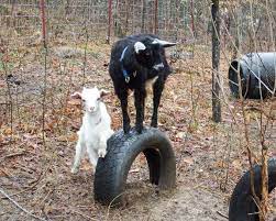 diy toys for goats to keep them busy