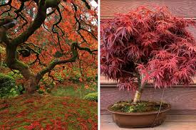 anese maple tree stunning varieties