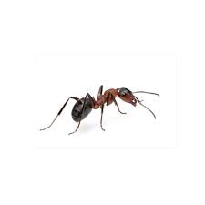 Use baits, sprays, insecticides, dusts for killing ants. Diy Pest Control Affordable Solutions Diy Pest Warehouse