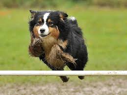 dog agility obstacle equipment plans