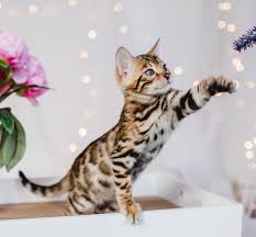 It will continue to grow and develop in its second year although as it ages its growth slows, so this second year equates to just nine human years. When Do Cats Stop Growing A Complete Guide To Kitten Growth
