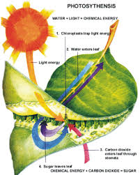 respiration and photosynthesis cfa