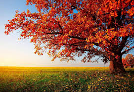 autumn trees desktop wallpapers top