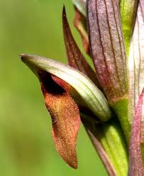 Serapias parviflora, Small-flowered Serapias