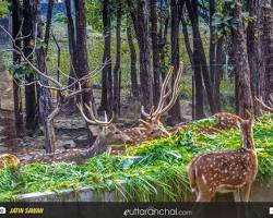 Malsi Deer Park Dehradun