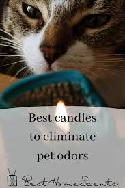 This fragrance, infused with natural essential oils of orange, grapefruit and cinnamon, works great to get rid of pet, smoke and cooking odors. Best Candles For Pet Odor That Actually Work Besthomescents