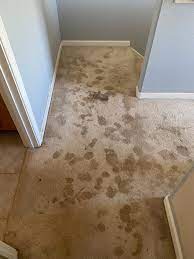carpet and rug cleaning in kona and