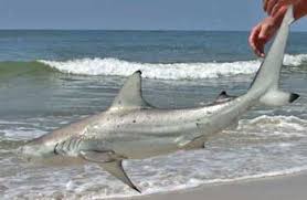 Sharks Florida Go Fishing