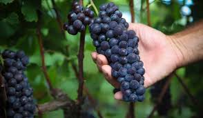Resultado de imagem para como pronunciar os nomes das uvas vitis vinifera?