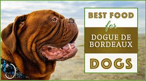 10 Best Healthiest Dog Food For Dogue De Bordeaux In 2019